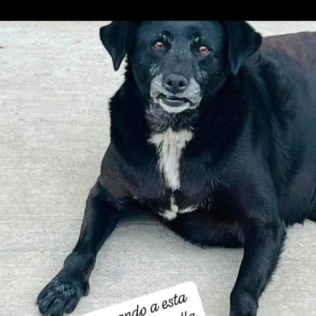 Negra