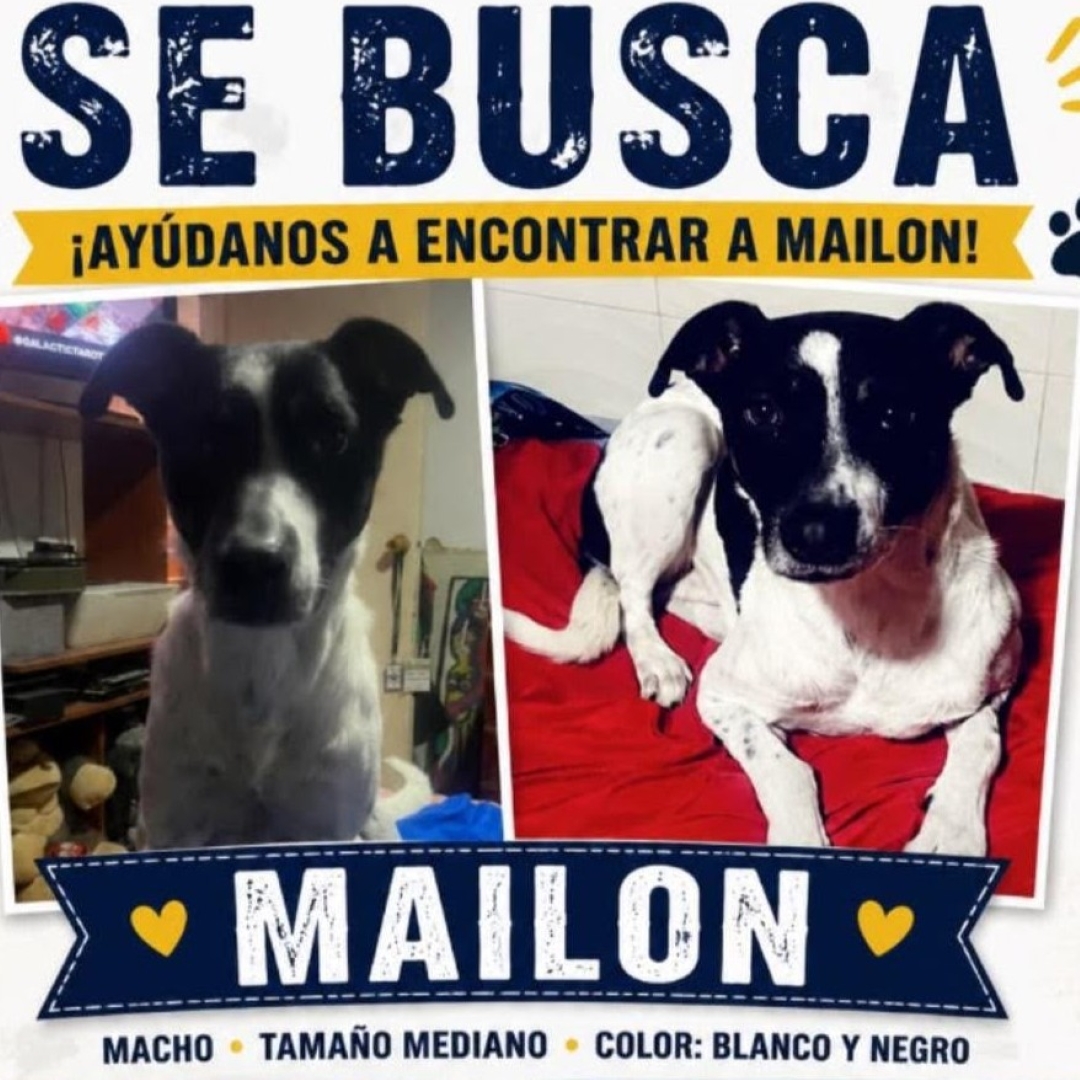 Mailon