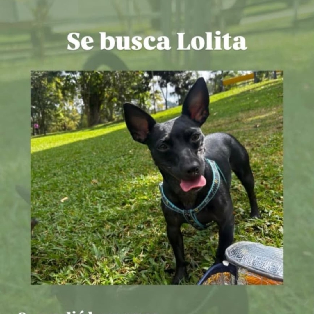 Lolita