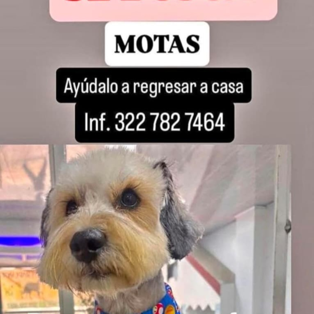 Motas