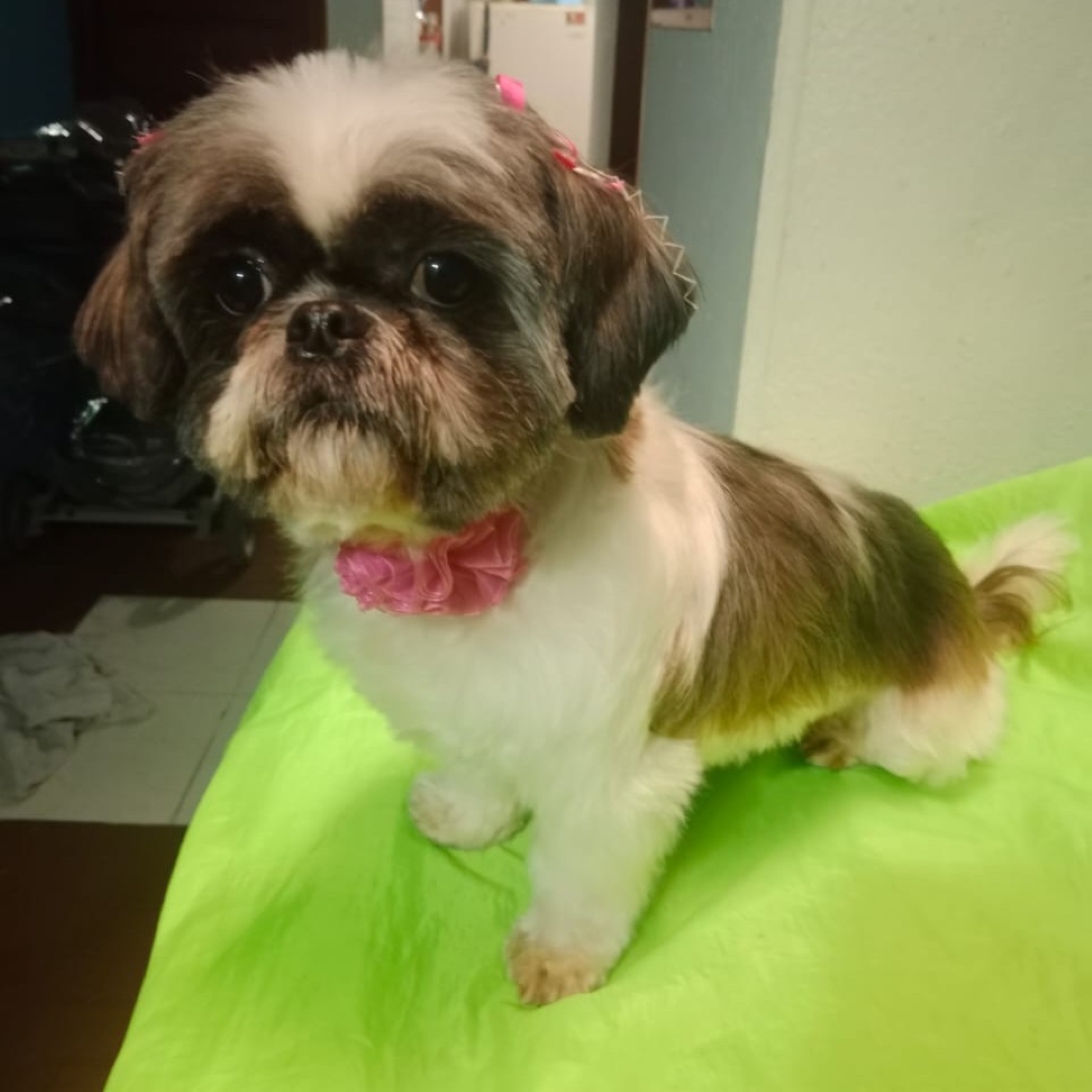 Estrellita