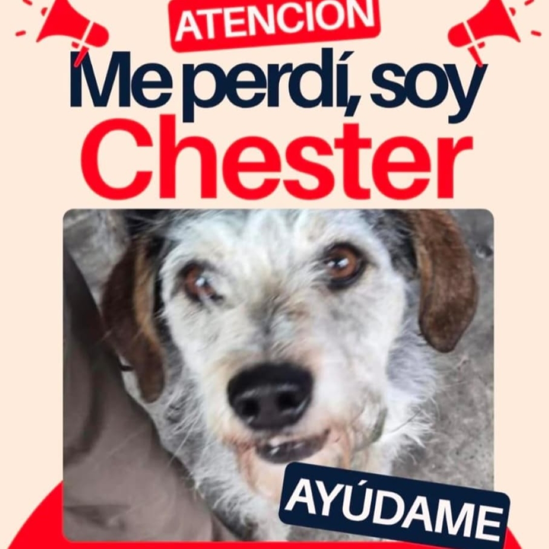  Perro Chester