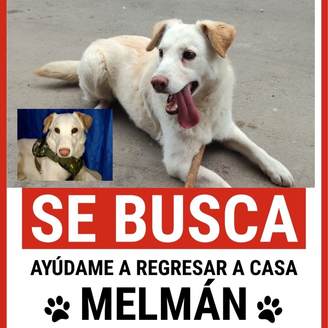 Perro Melman 