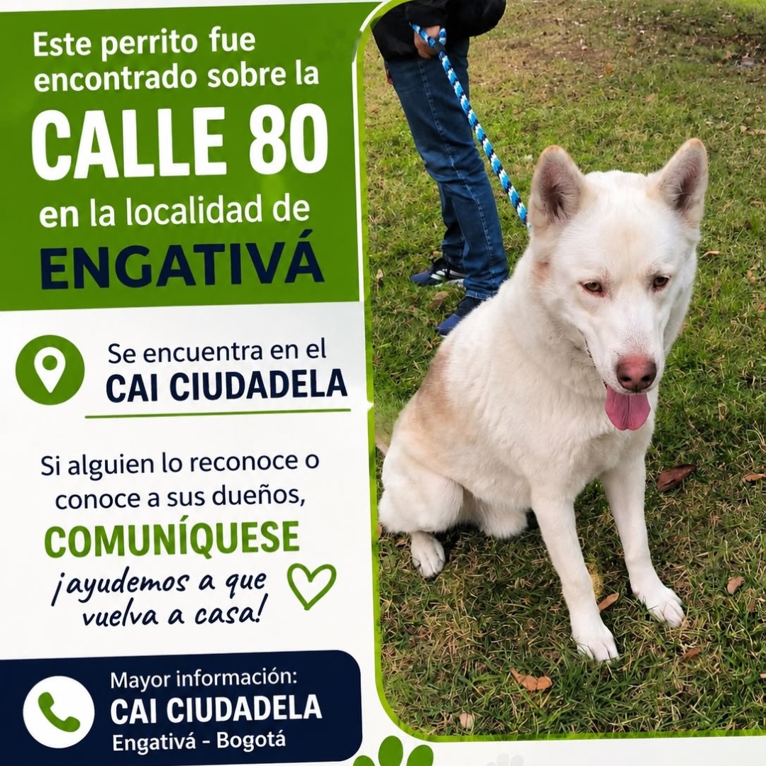 Perro N.N.