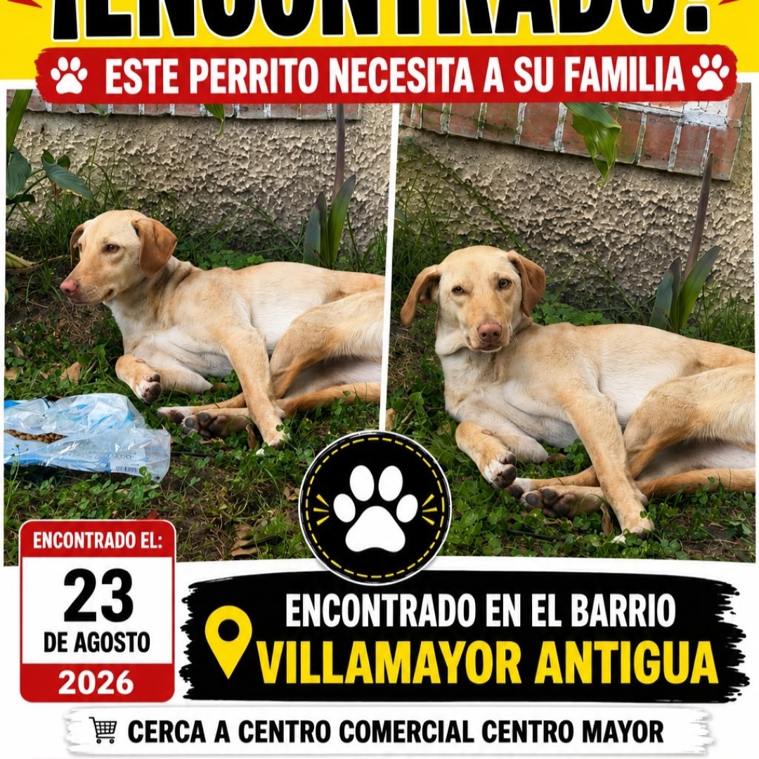 Perro NN
