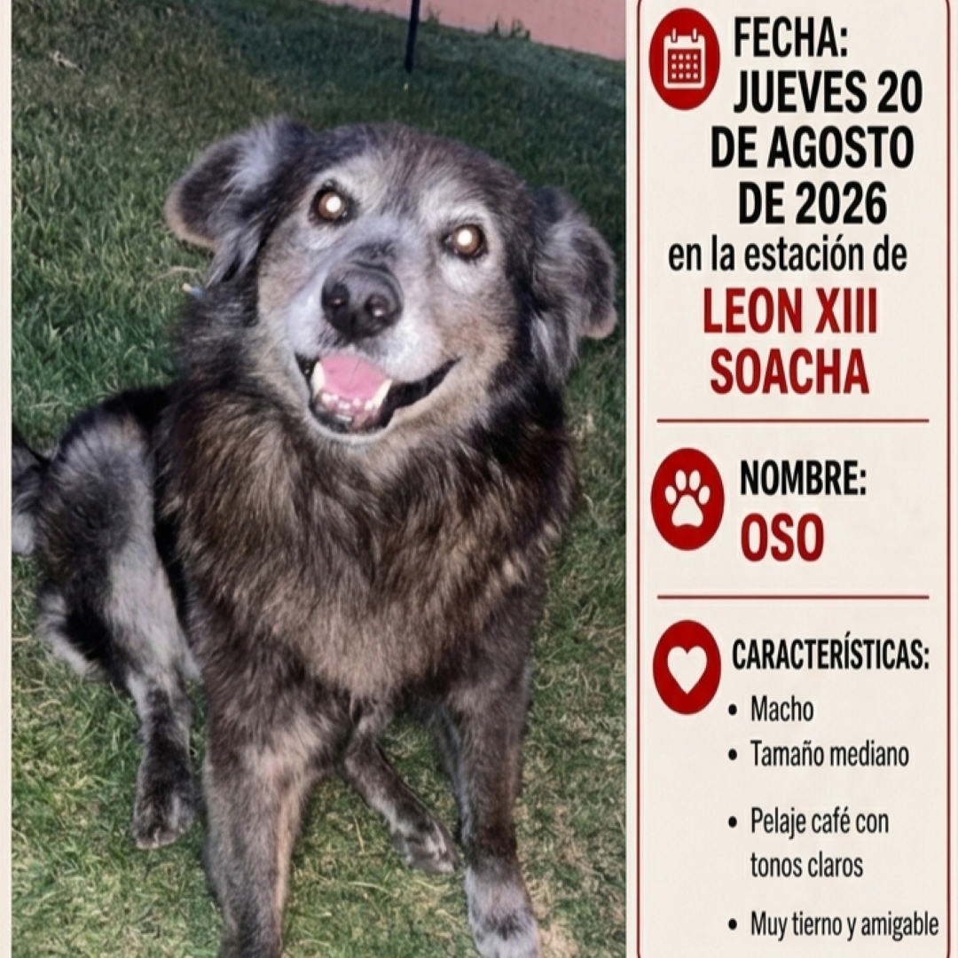 Oso