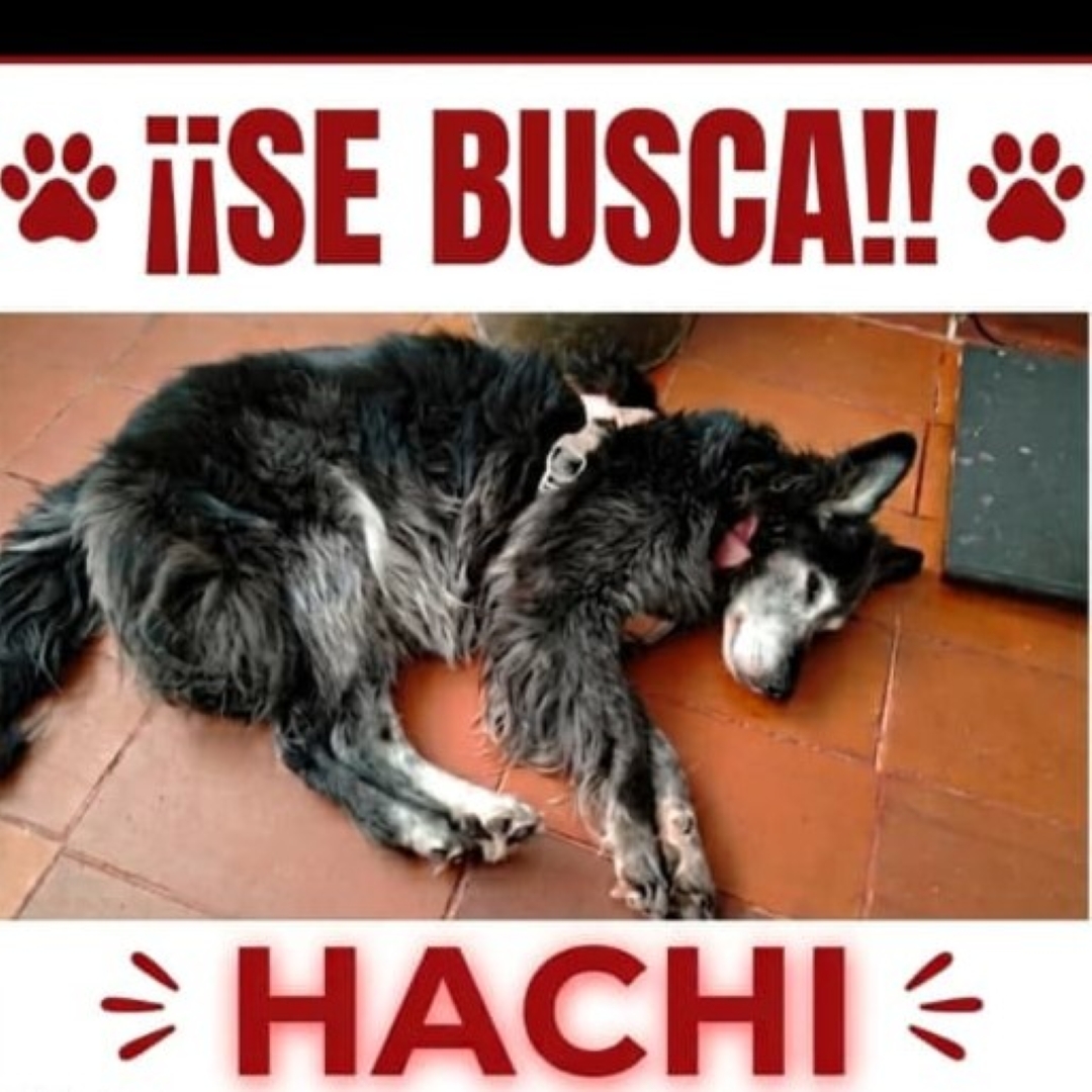 Hachi