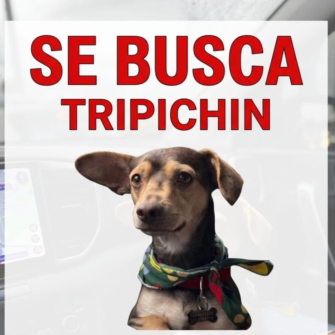 Tripichín