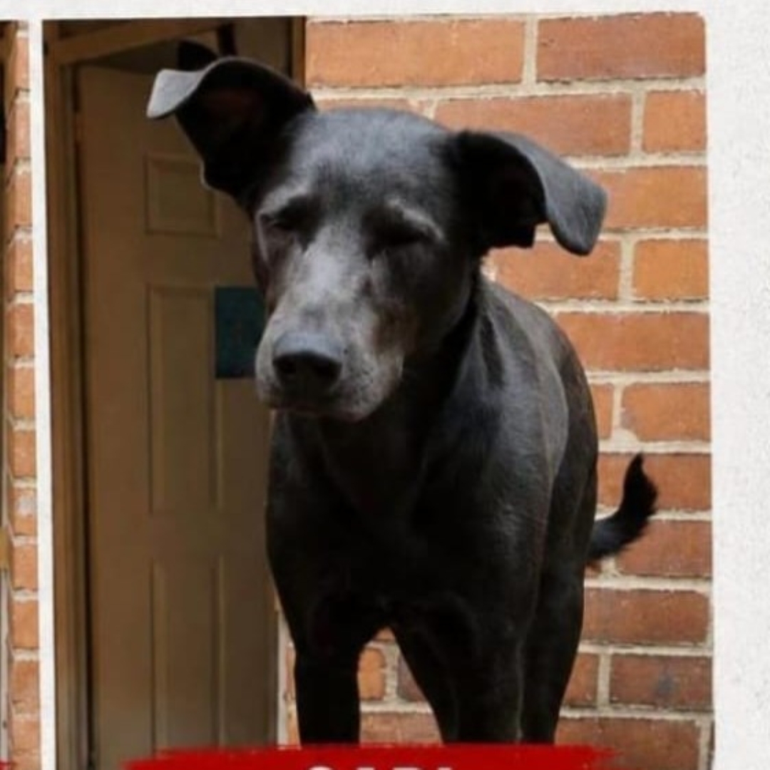 Perro Gabi