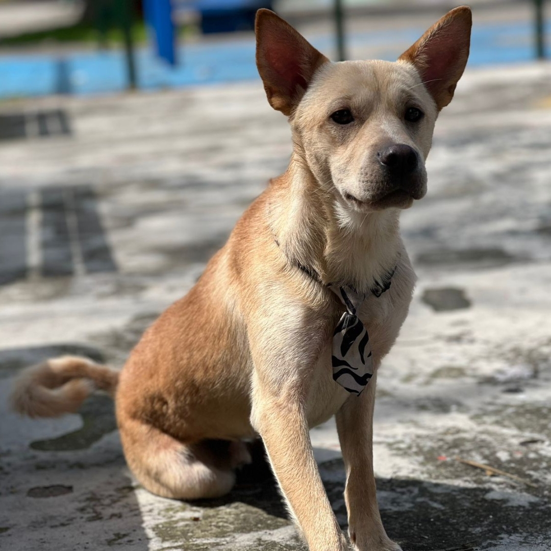 Perro Rocky