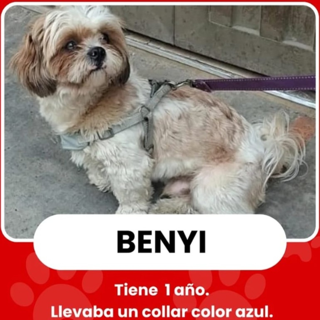 Perro Benyi