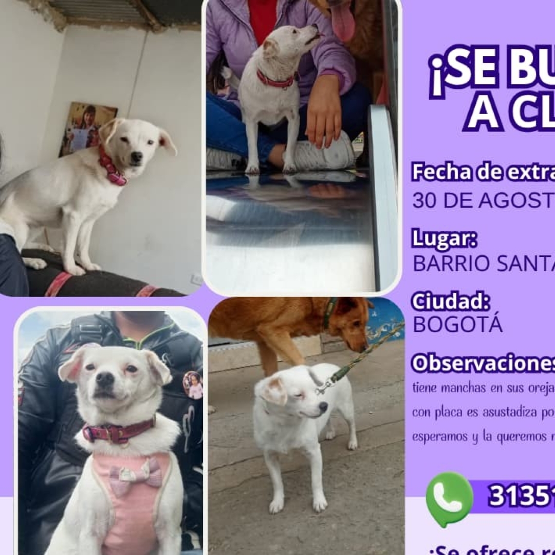 Perro Cloee