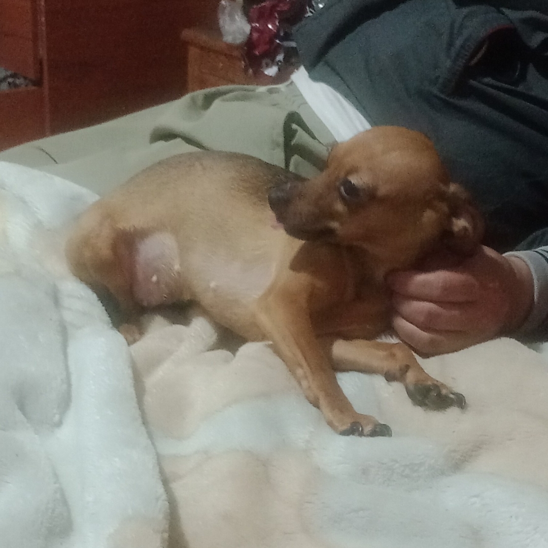 Perro Estrella