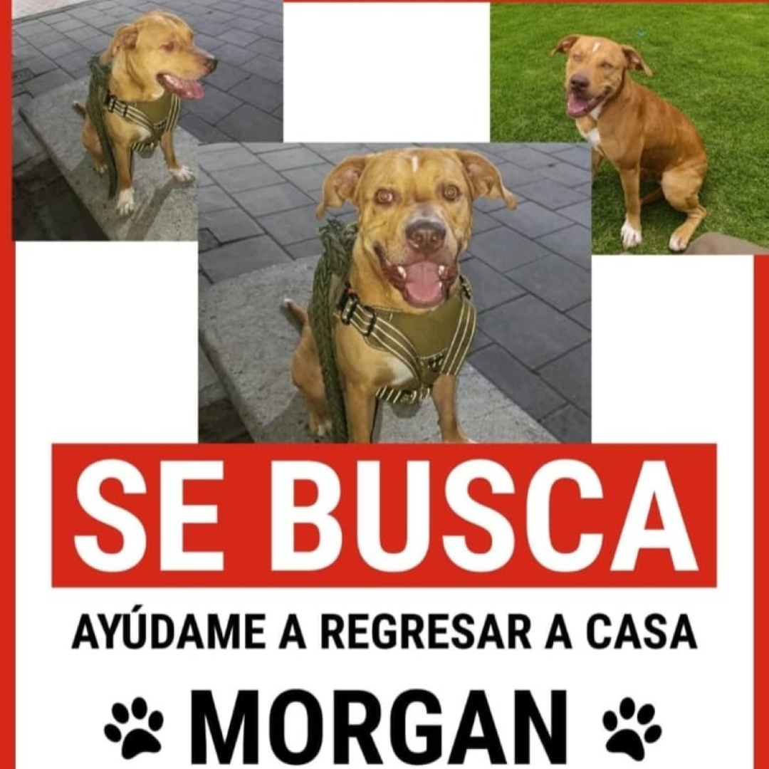 Perro Morgan