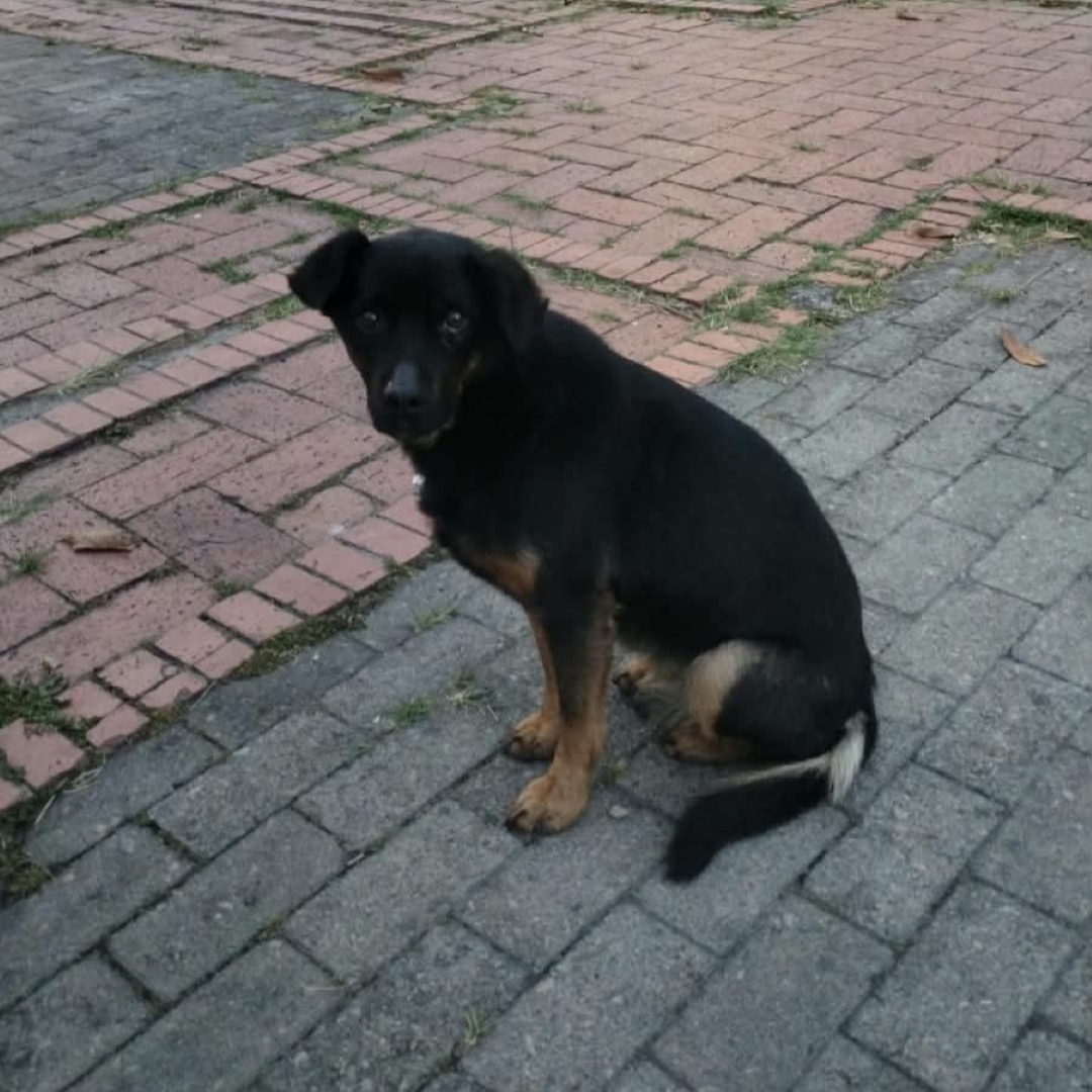 Perro NN