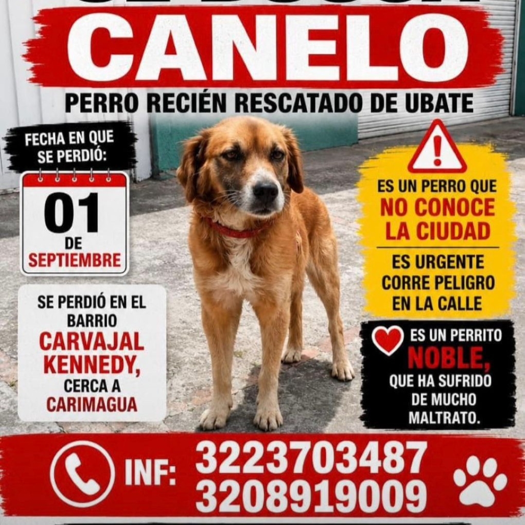 Perro Canelo