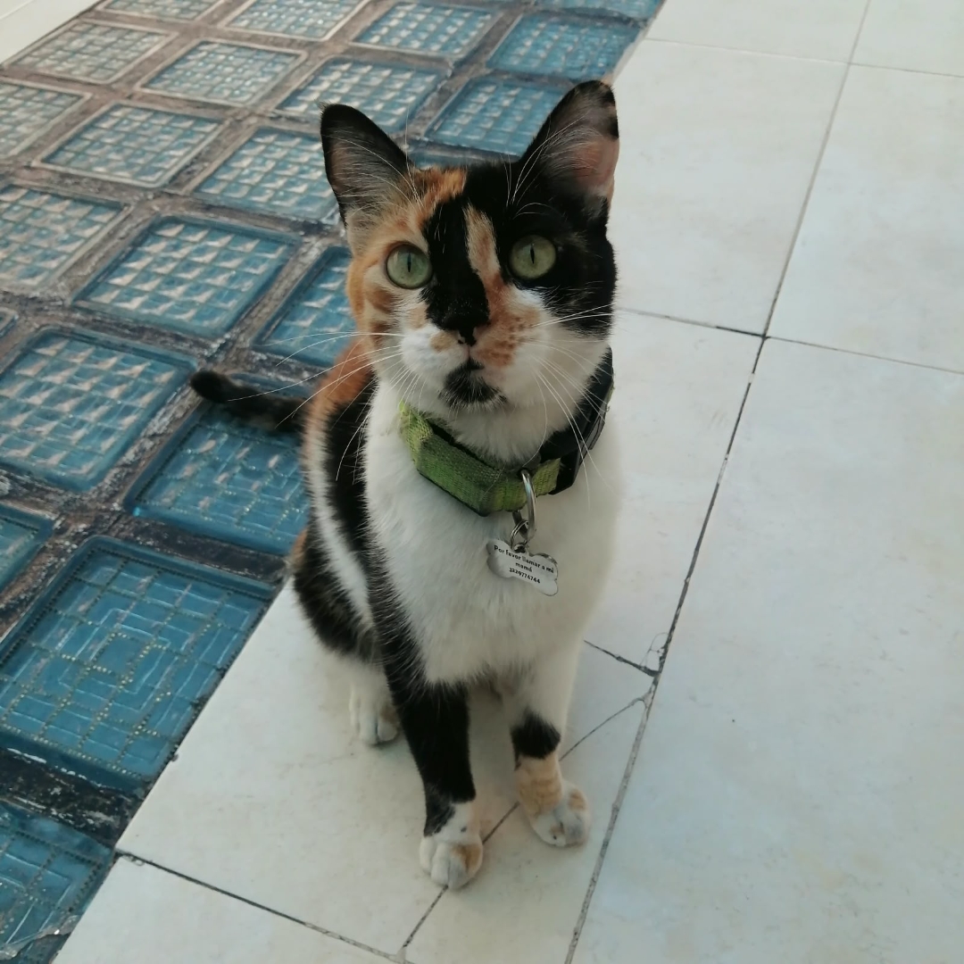 Gato Hada