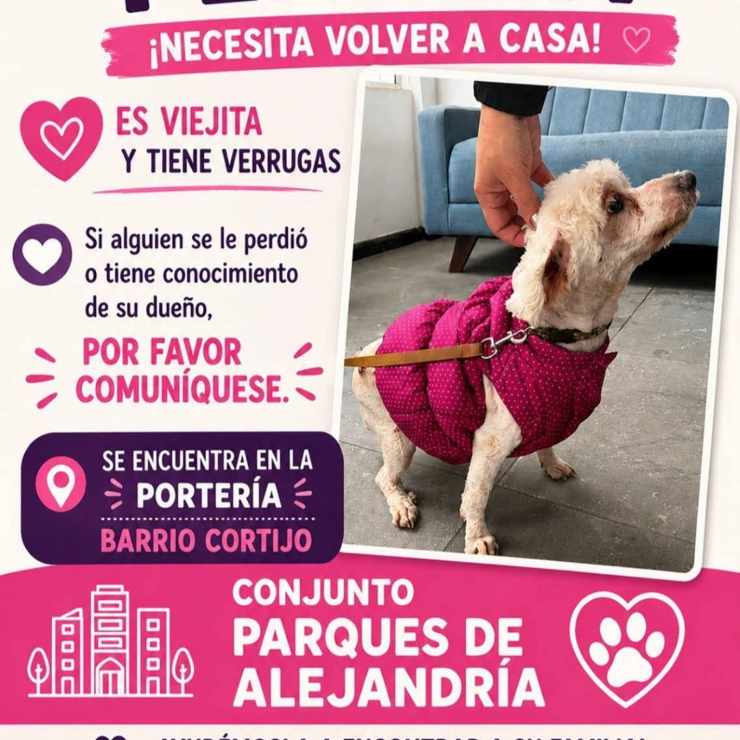 Perro NN