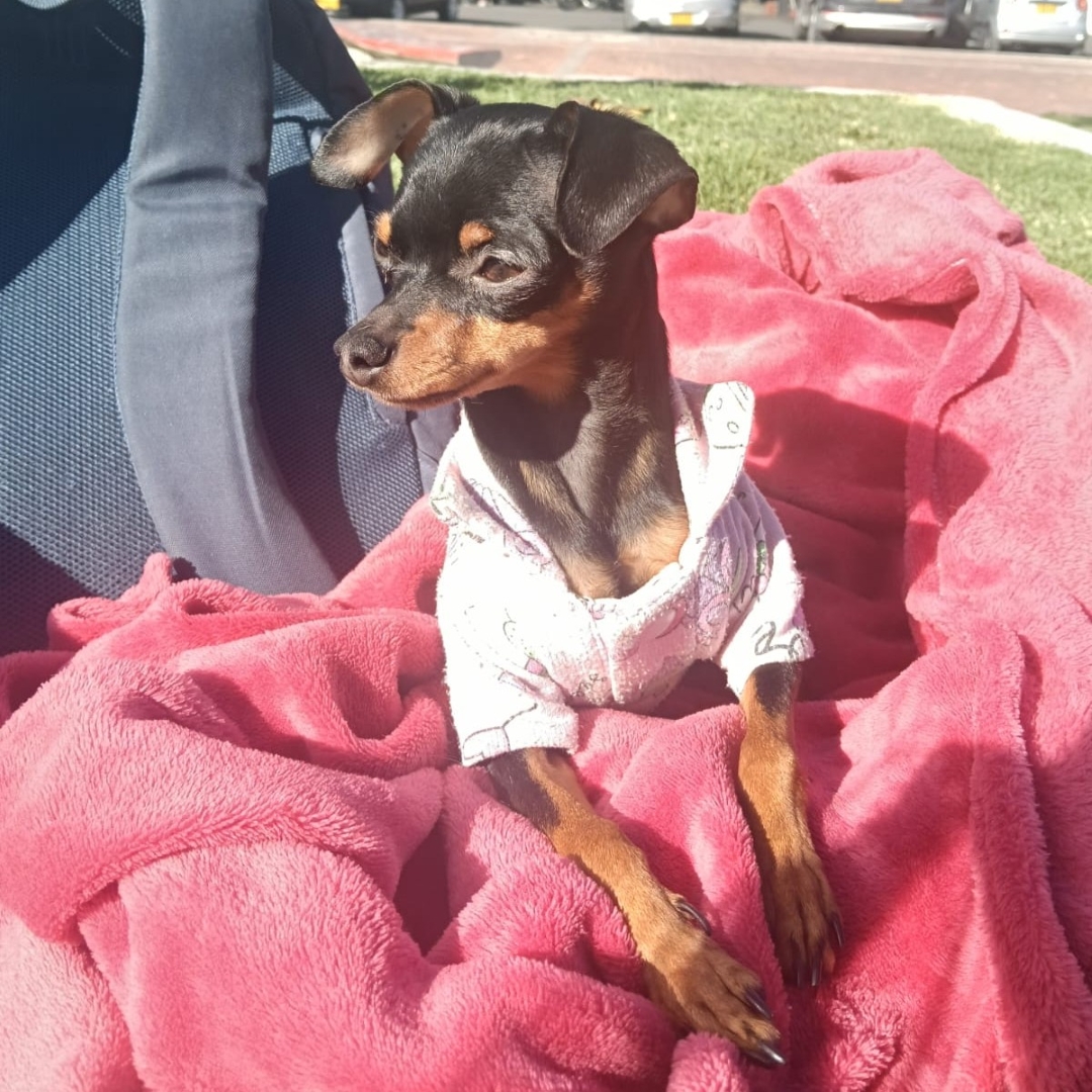 Perro Pinscher