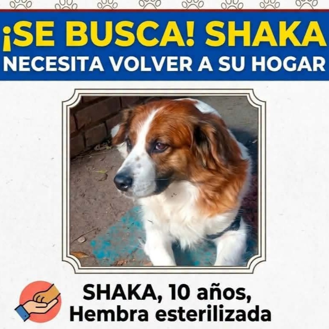 Perro Shaka