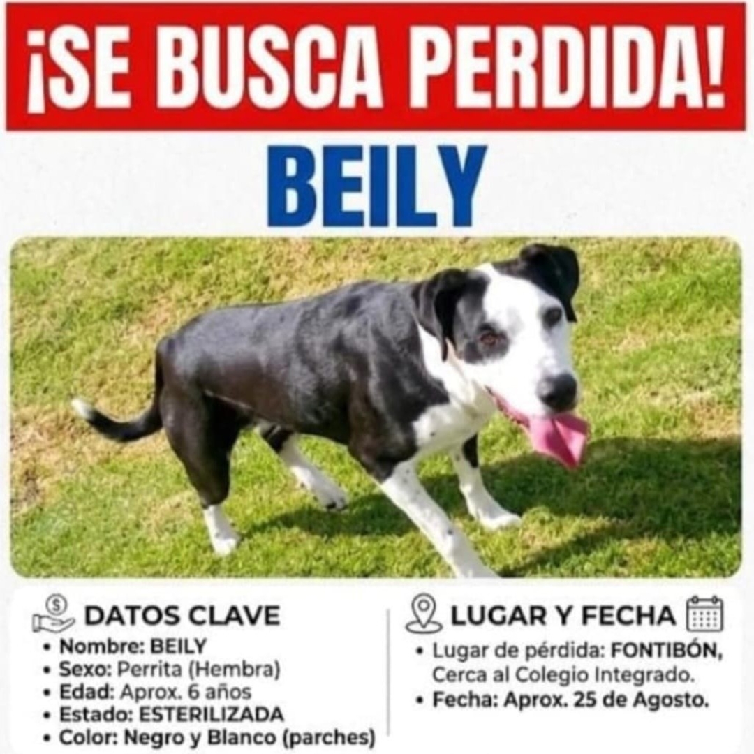 Perro Beily