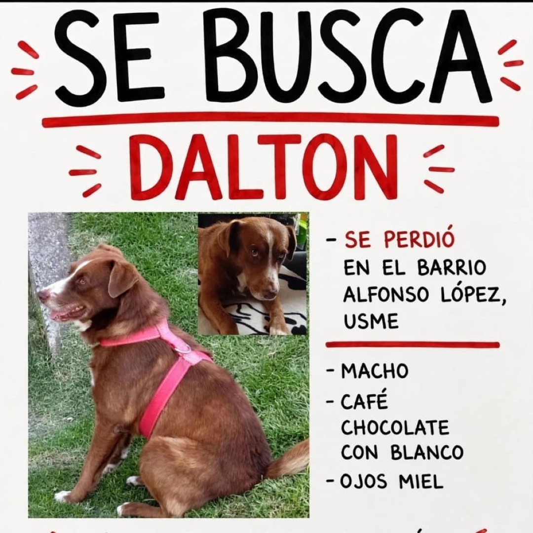 Perro Dalton