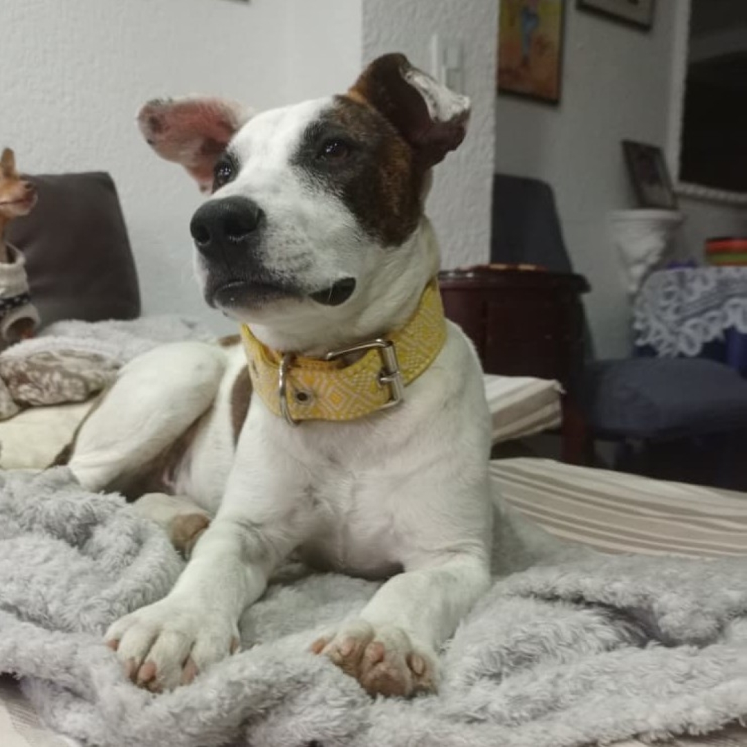 Perro Dulce