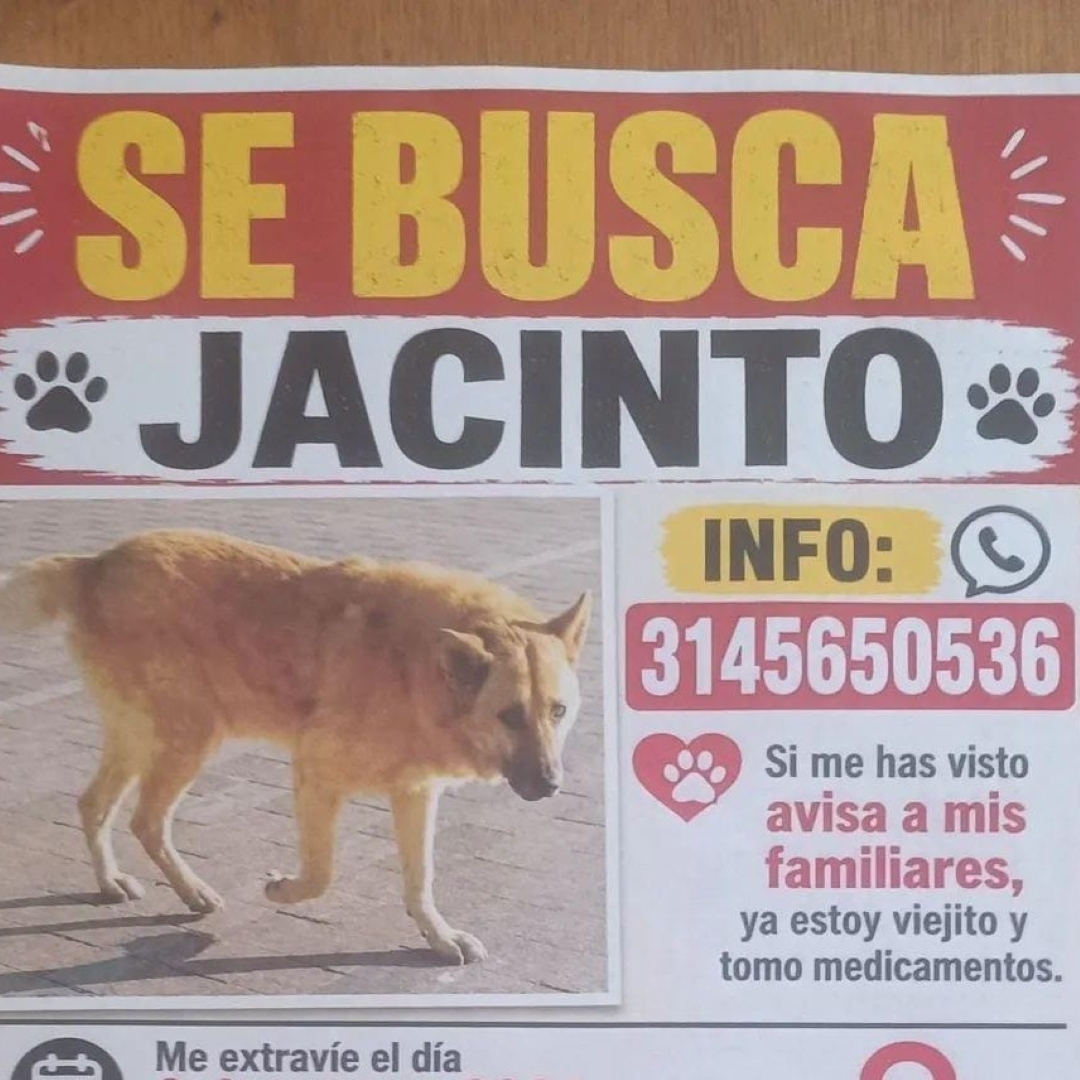 Perro Jacinto