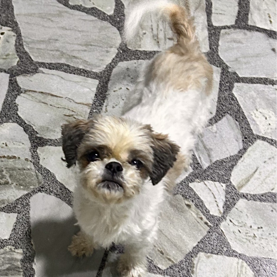 Perro Lulú