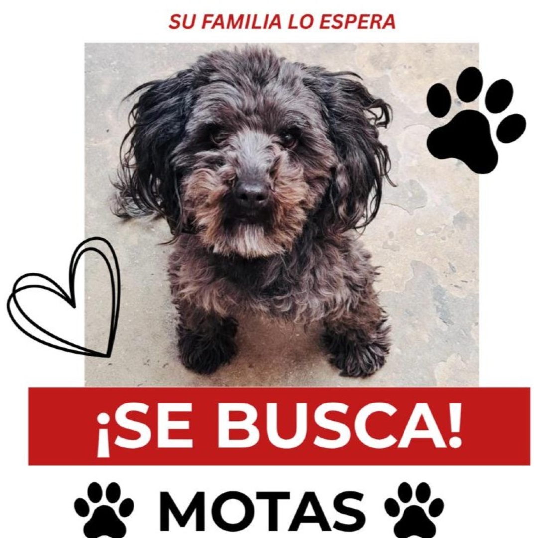 Perro Motas