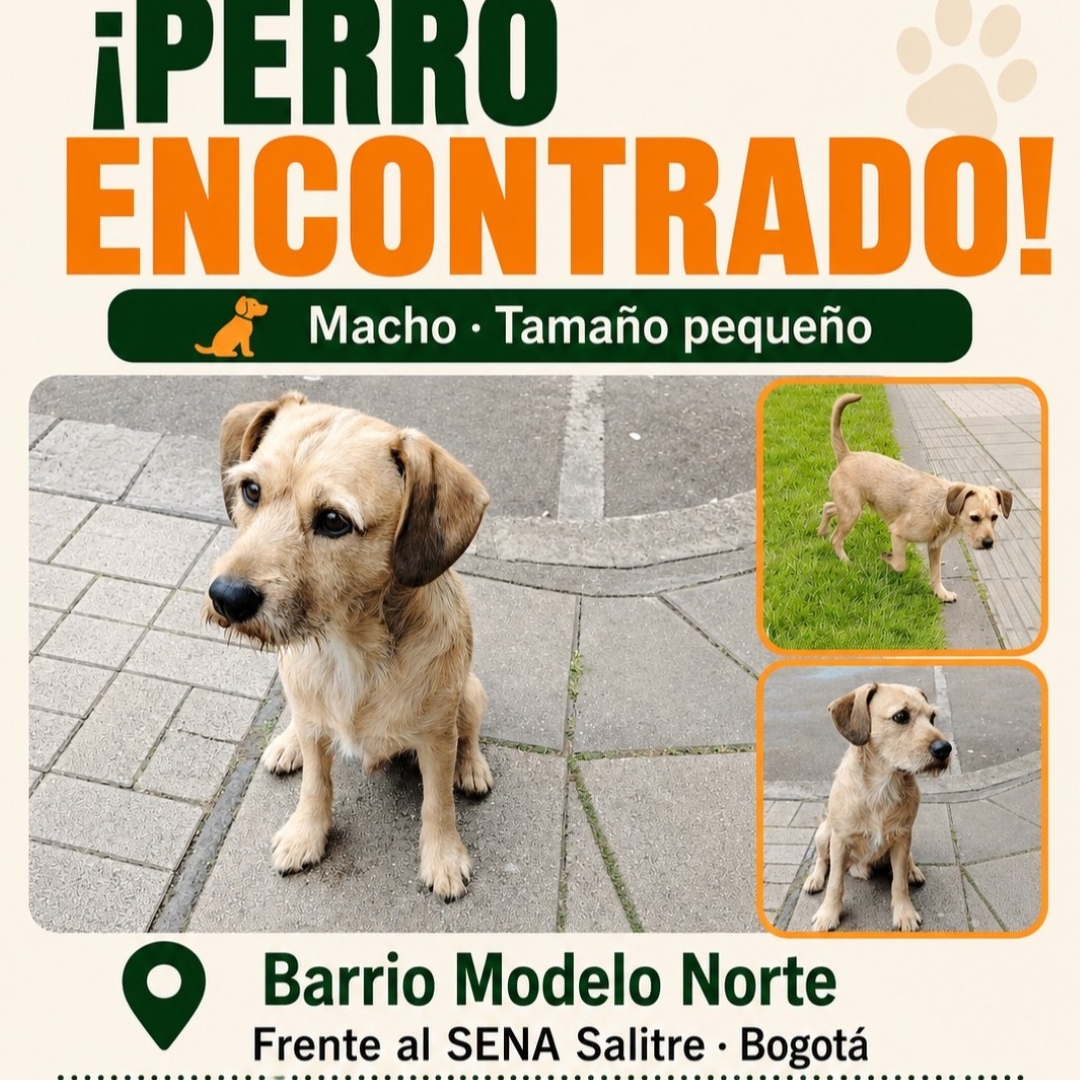 Perro NN