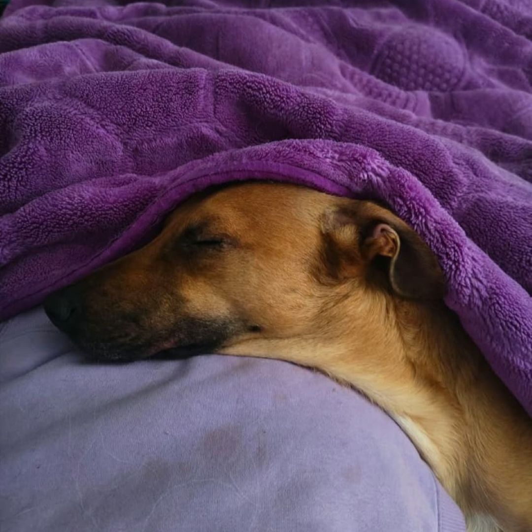 Perro Caramela
