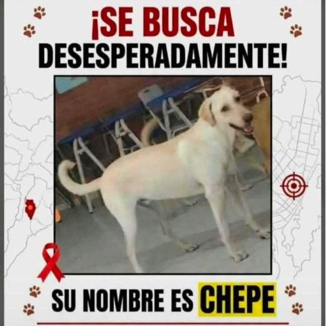 Perro Chepe