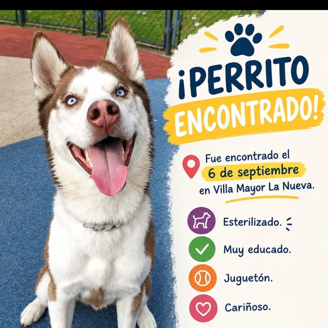 Perro N.N.