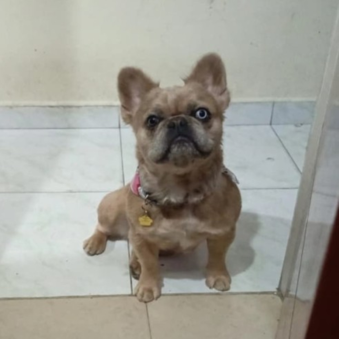 Perro Perrita