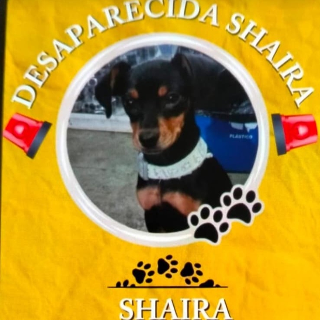 Perro Shaira