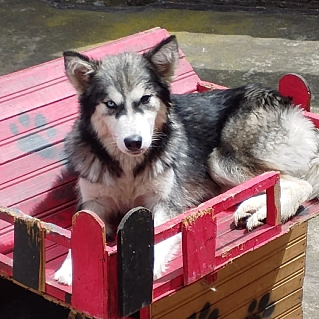 Perro Alaska