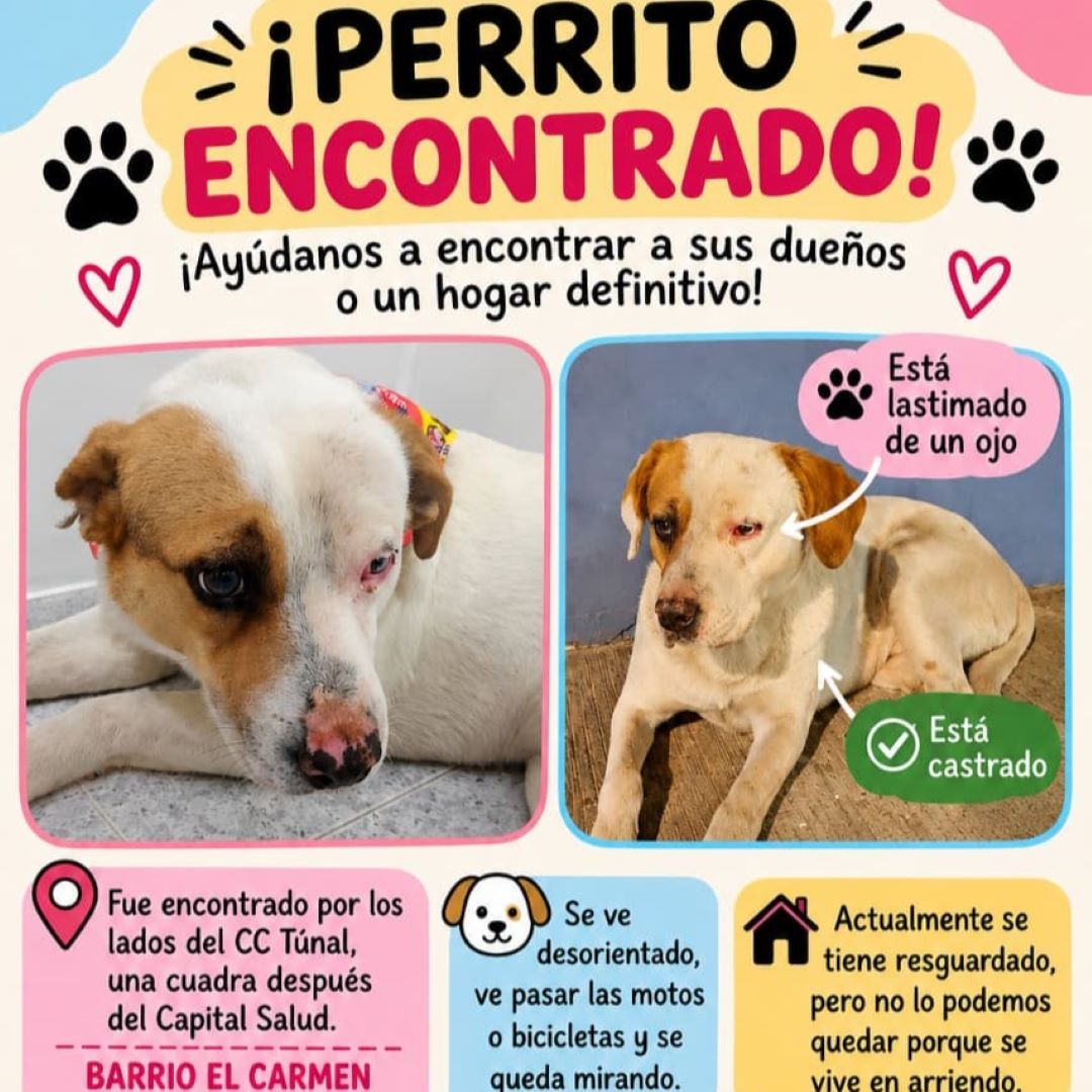 Perro N.N.