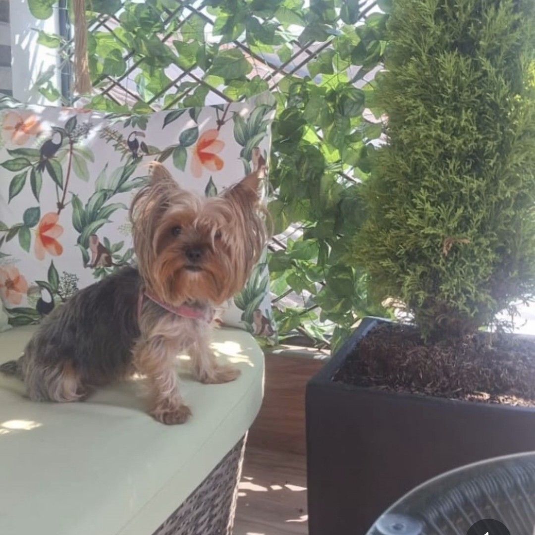 Perro Isa