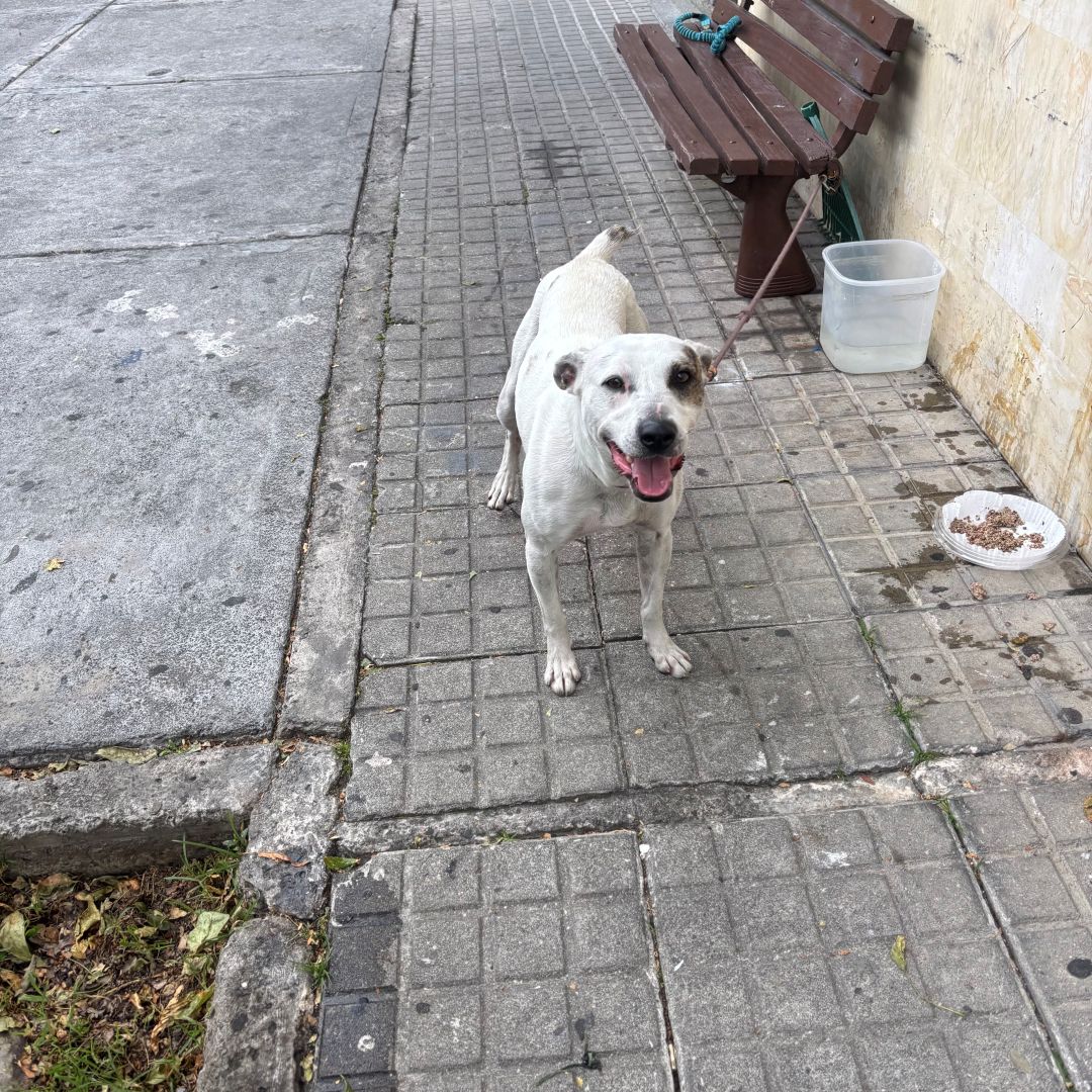 Perro nn