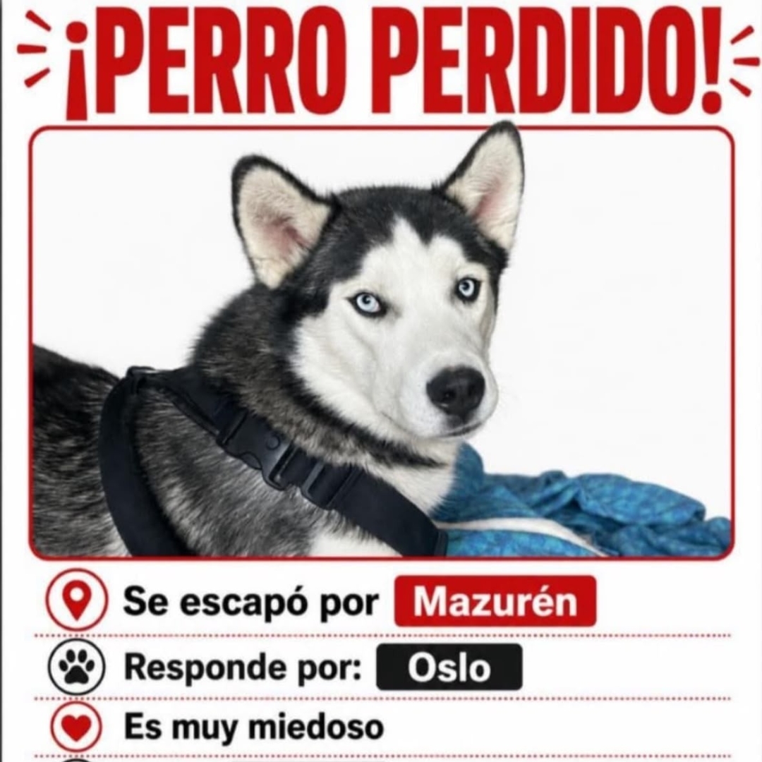 Perro Oslo