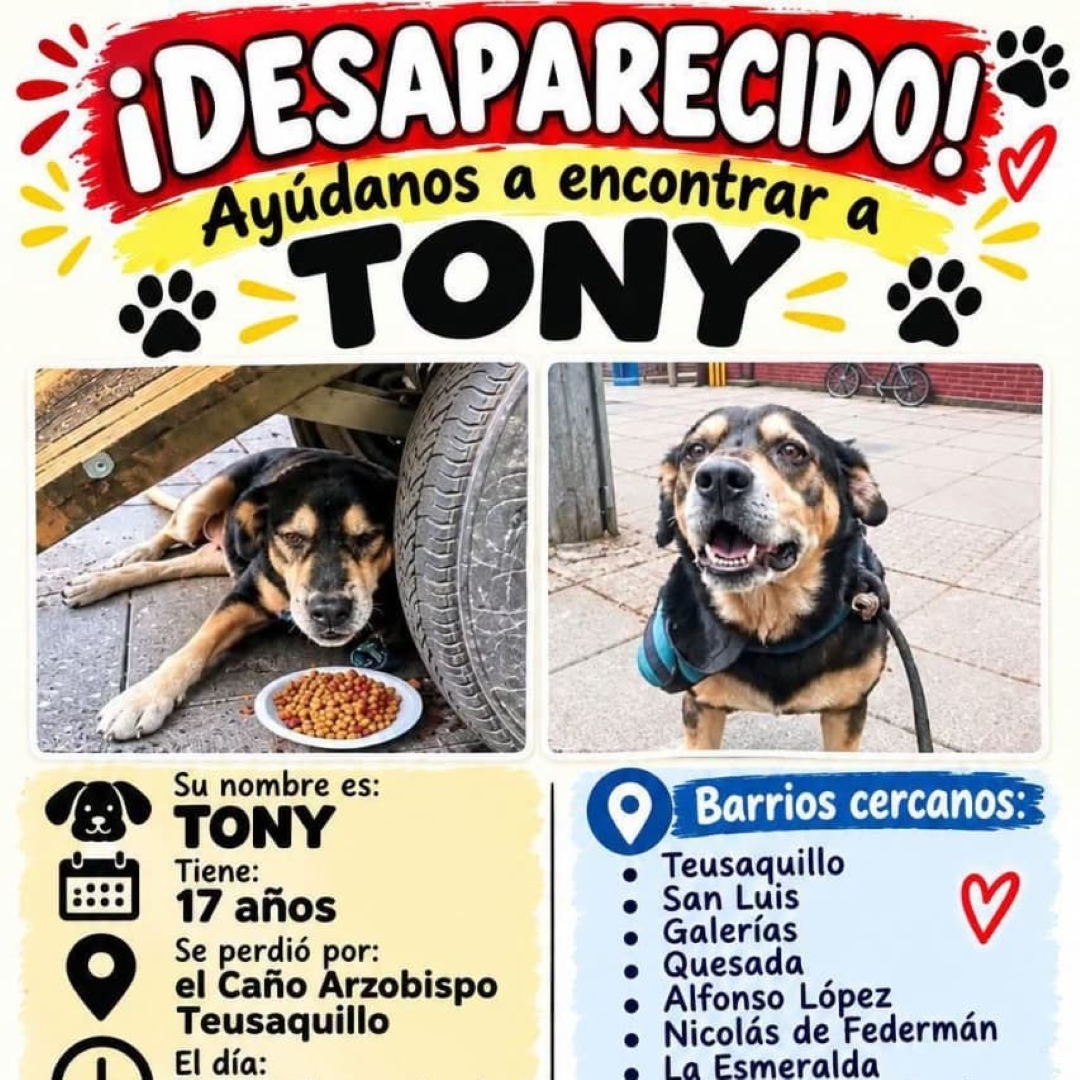 Perro Tony