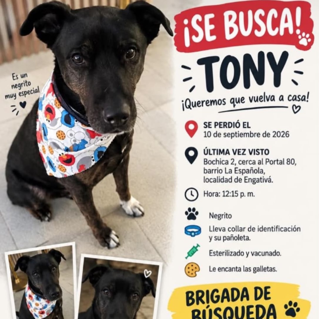 Perro Tony