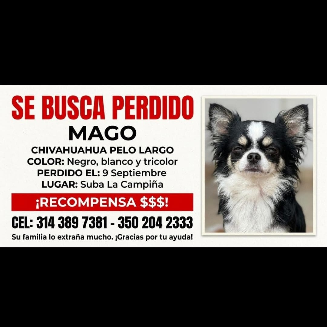 Perro Mago