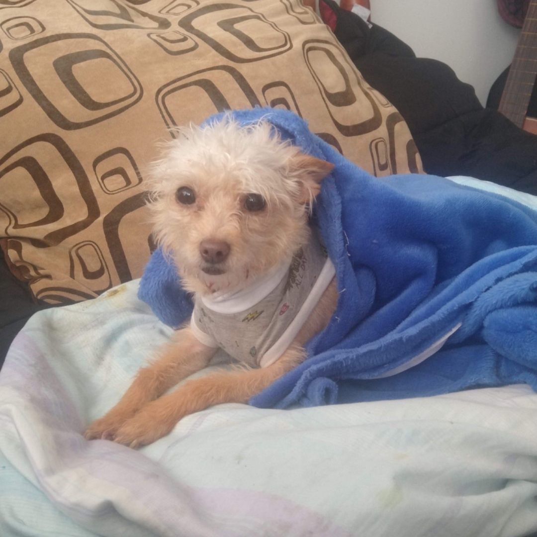 Perro Mona