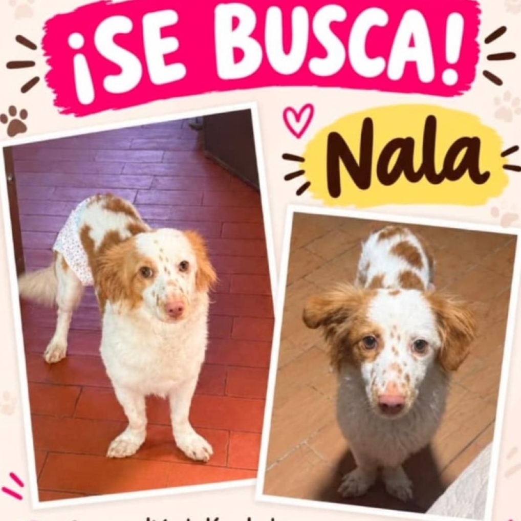 Perro Nala