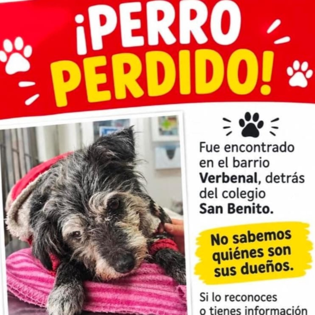 Perro N.N.