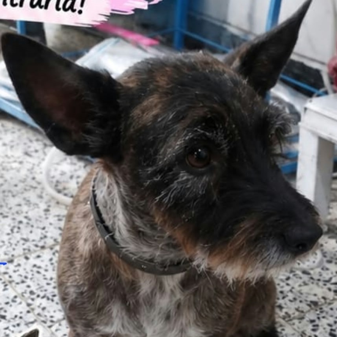 Perro Rumba Estrella