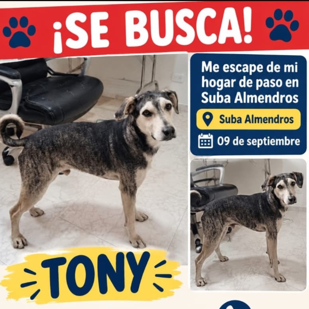 Perro Tonny