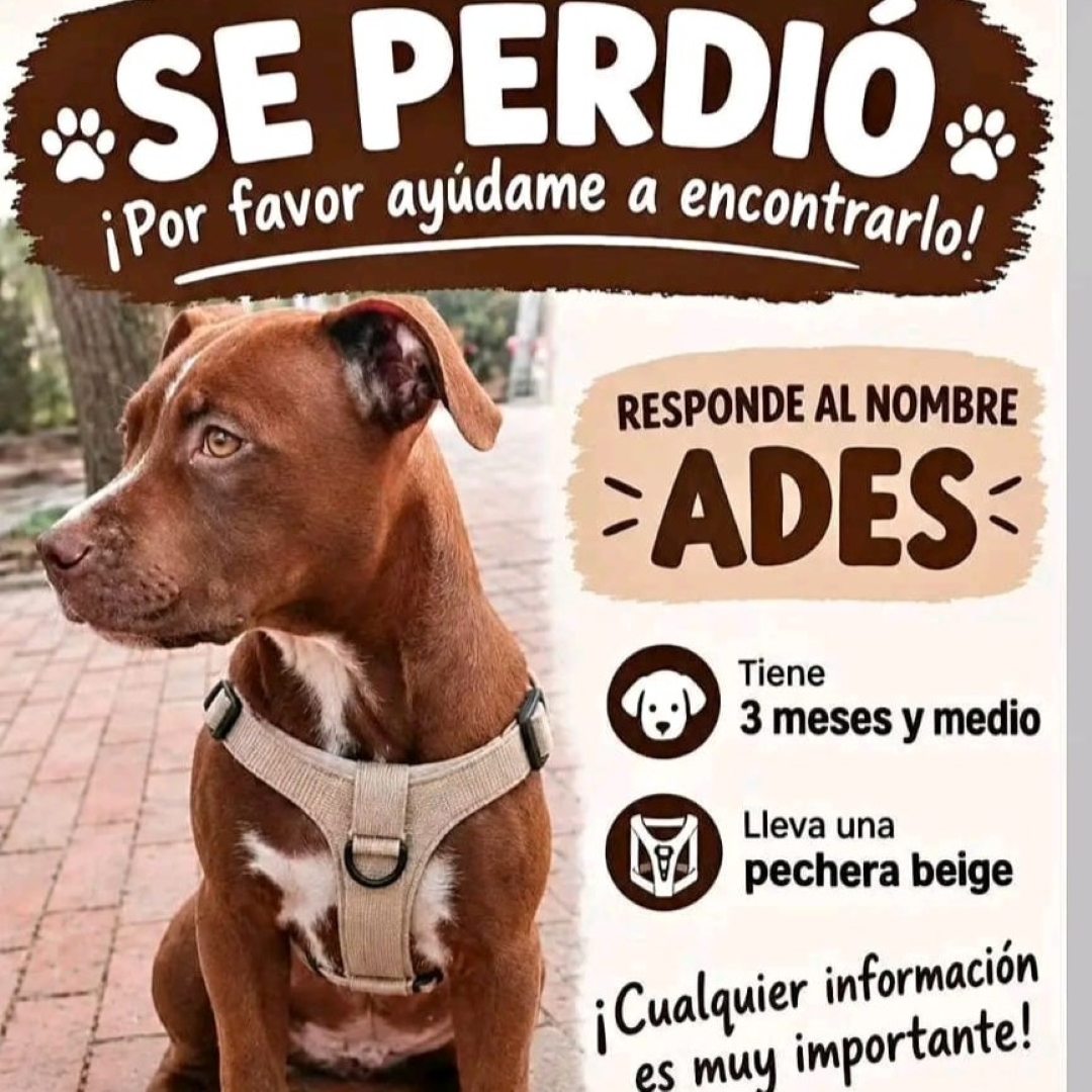 Perro Ades